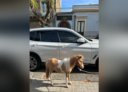 Falabella, Klacz, 3 lat, 70 cm, Tobiano wszelkich maści