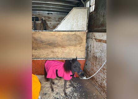 Falabella, Mare, 1 year, 6.1 hh, Black