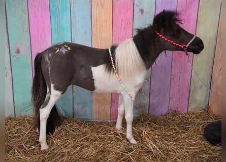 Falabella, Mare, 2 years, 7.1 hh