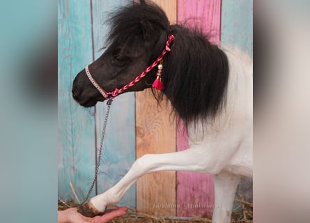 Falabella, Mare, 2 years, 7 hh