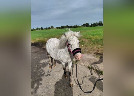 Falabella, Mare, 7 years, 9.2 hh, Leopard-Piebald