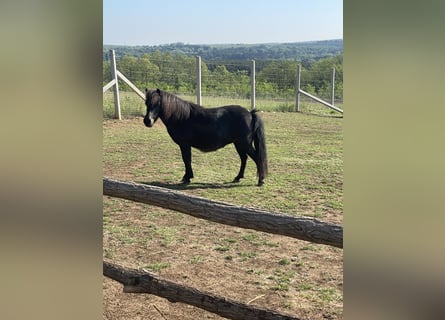 Falabella, Merrie, 10 Jaar, 85 cm, Bruin