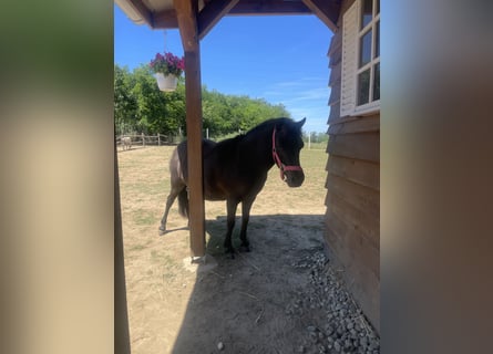 Falabella, Merrie, 10 Jaar, 85 cm, Bruin