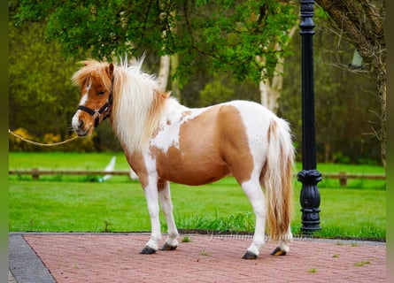 Falabella Mix, Merrie, 5 Jaar, 86 cm