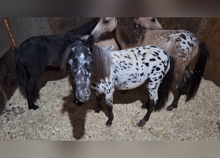 Falabella Mestizo, Semental, 1 año, 73 cm, Atigrado/Moteado