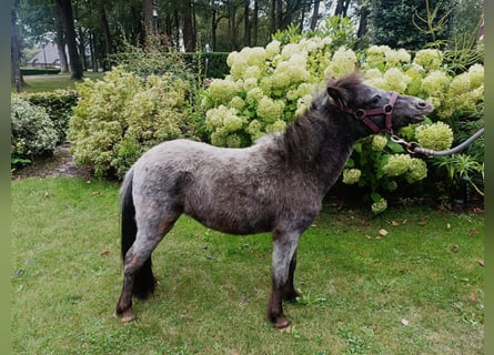 Falabella, Semental, 1 año, 80 cm, Atigrado/Moteado