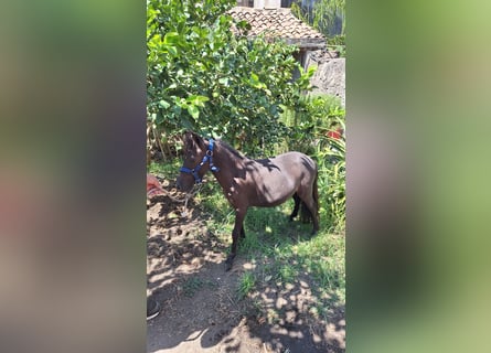 Falabella, Semental, 3 años, 79 cm, Negro