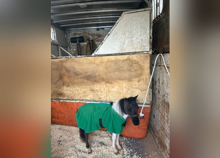 Falabella, Stallion, 1 year, 6,1 hh, Pinto