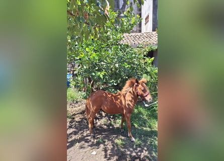 Falabella Mix, Stallion, 1 year, 7,3 hh, Chestnut-Red