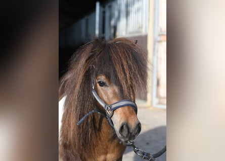 Falabella, Stallion, 2 years, 8.1 hh, Pinto