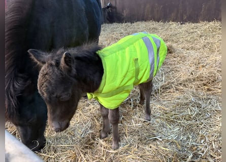 Falabella, Stallion, Foal (04/2026), 6.3 hh, Smoky-Black