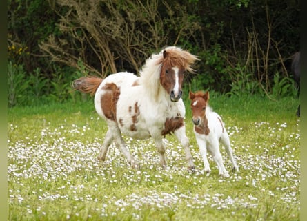 Falabella Mix, Stute, 5 Jahre, 79 cm