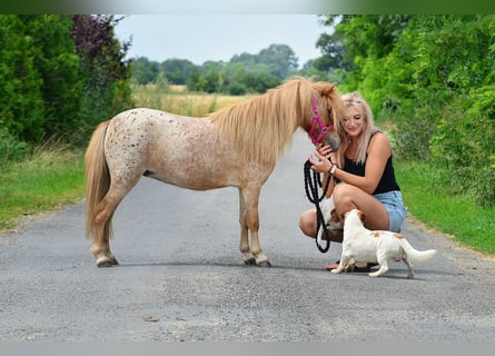 Falabella, Stute, 5 Jahre, 87 cm, Tigerschecke