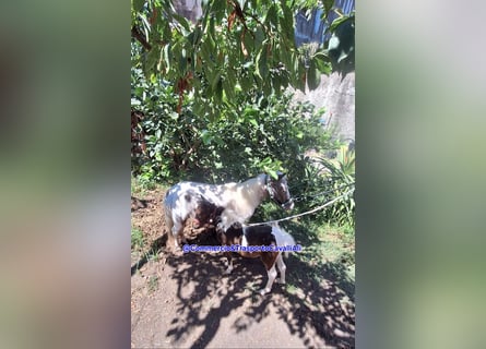 Falabella Mestizo, Yegua, 7 años, 80 cm, Pío