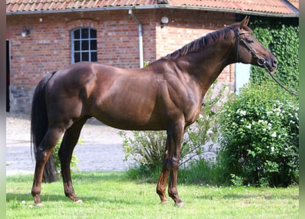 Anglo-Arab, Stallion, 30 years, 16.2 hh, Chestnut