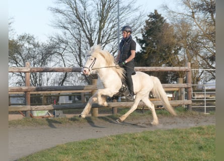 Icelandic Horse, Stallion, 5 years, 14 hh