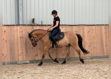 Felin Pony, Gelding, 4 years, 14.1 hh, Dun