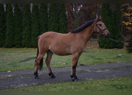 Felin Pony, Gelding, 4 years, 14,1 hh, Dun