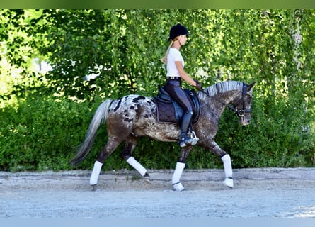Felinski-pony, Ruin, 5 Jaar, 140 cm, Appaloosa