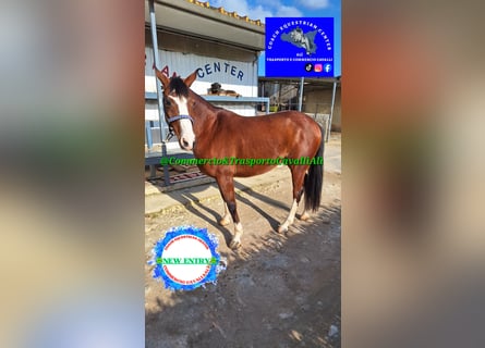 Felinski Pony Mix, Wallach, 12 Jahre, 142 cm, Brauner