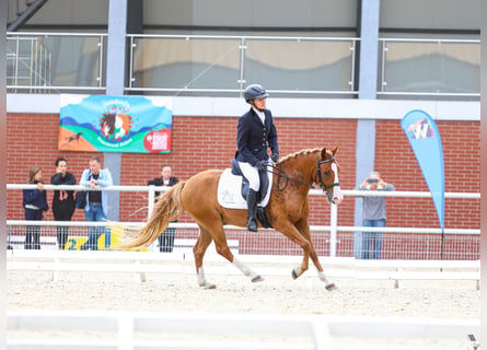 Felinski Pony, Wallach, 4 Jahre, 144 cm, Fuchs