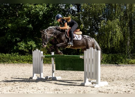 Felinski Pony, Wallach, 5 Jahre, 140 cm, Tigerschecke