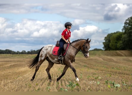 Felinski Pony, Wallach, 9 Jahre, 143 cm, Tigerschecke