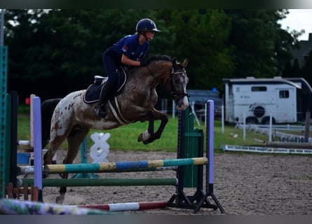 Felinski Pony, Wallach, 9 Jahre, 143 cm, Tigerschecke