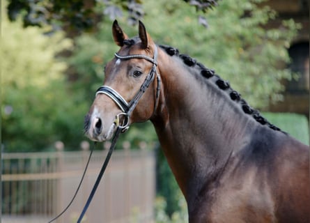 Westfaliano, Stallone, 10 Anni, 171 cm, Baio