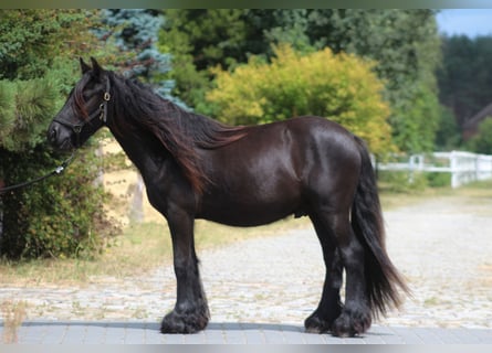 Fell pony, Gelding, 2 years, 13,1 hh, Black