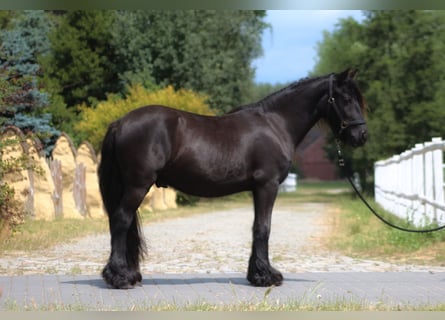 Fell pony, Gelding, 2 years, 13,2 hh, Black