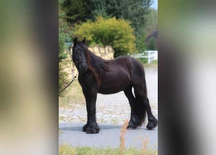 Fell pony, Gelding, 2 years, 13,2 hh, Black