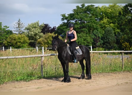 Fell pony, Gelding, 4 years, 14,1 hh, Black