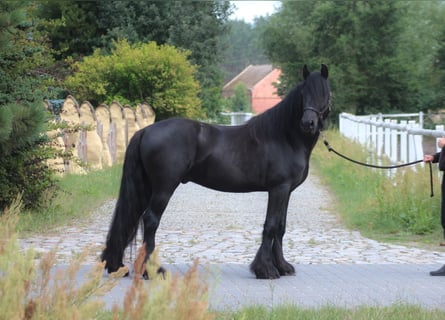 Fell pony, Gelding, 4 years, 14,1 hh, Black