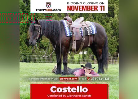 Fell pony, Gelding, 4 years, Black