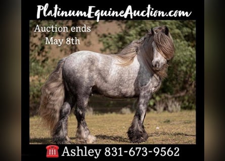 Fell pony, Gelding, 7 years, 14 hh, Gray-Dapple