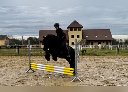 Fell pony, Hengst, 12 Jaar, 142 cm, Zwart