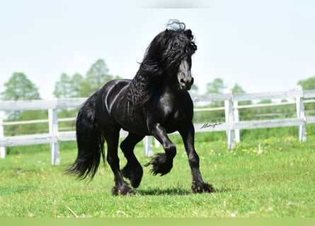 Fell pony, Hengst, 12 Jaar, 142 cm, Zwart