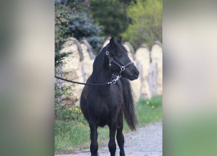 Fell pony, Hengst, 1 Jaar, 137 cm, Zwart