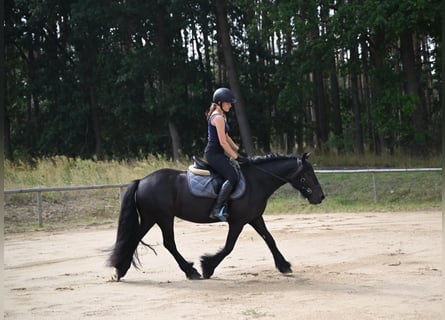 Fell pony, Mare, 4 years, 14 hh, Black