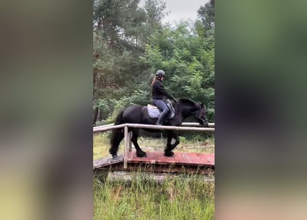 Fellpony, Stute, 5 Jahre, 13,2 hh, Rappe