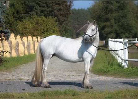 Fell pony, Mare, 9 years, 13.3 hh, Gray