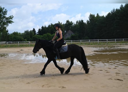 Fell pony, Merrie, 5 Jaar, 144 cm, Zwart