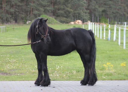 Fell pony, Merrie, 5 Jaar, 145 cm, Zwart