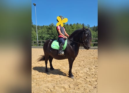 Fell pony, Merrie, 8 Jaar, 130 cm, Zwart