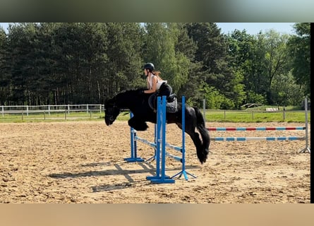 Fell pony, Stallion, 13 years, 13,3 hh, Black