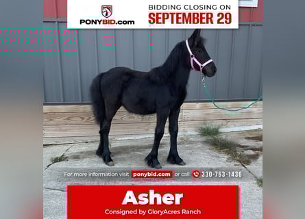 Fell pony, Stallion, Foal (05/2025), 10,1 hh, Black