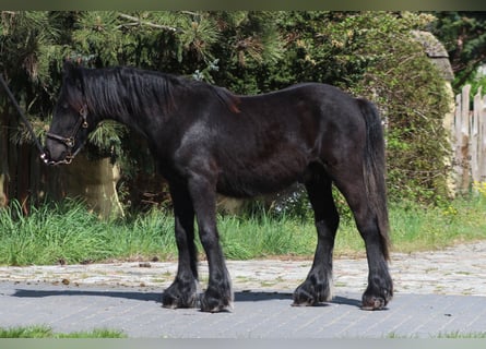 Fellpony, Hingst, 1 år, 137 cm, Svart