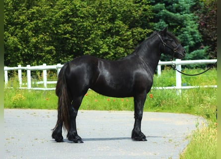 Fellpony, Sto, 2 år, 142 cm, Kan vara vit