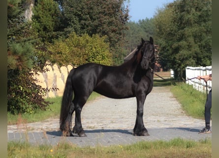 Fellpony, Sto, 5 år, 140 cm, Svart